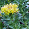 RHODIOLA