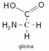 GLICINA